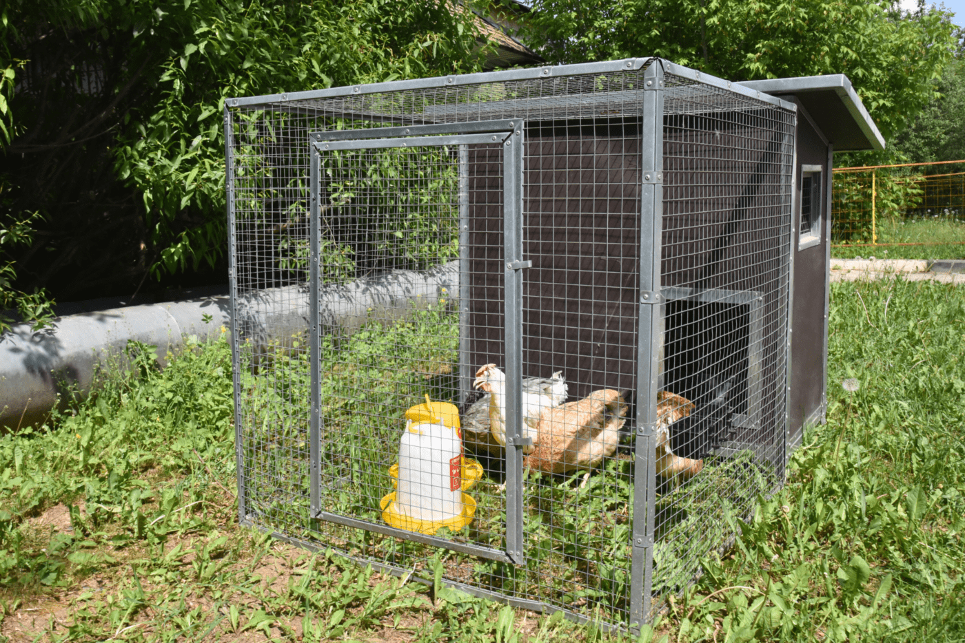 Експерти пояснили, яка проста добавка до раціону допоможе курям перенести холодну весну