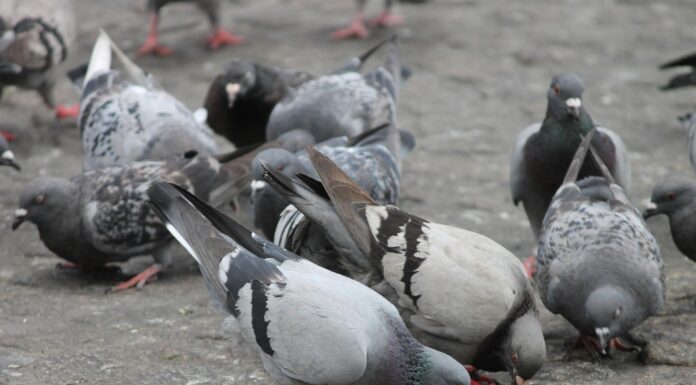 Як захистити підвіконня від голубів