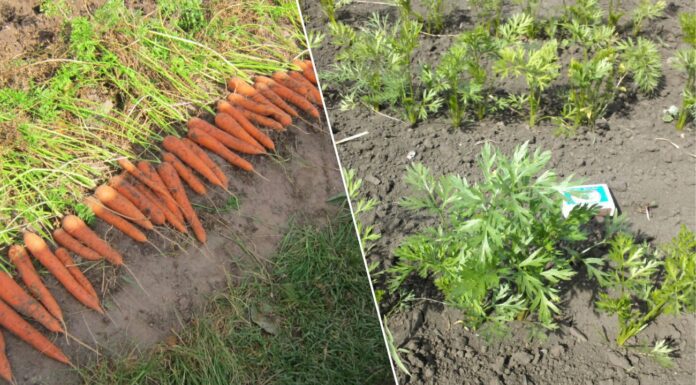 Ці 3 сорти моркви сію з 2008-го року: не тріскаються, а головне — ростуть рівними і без “візерунків” Які сорти моркви посадити на ділянці для високої врожайності