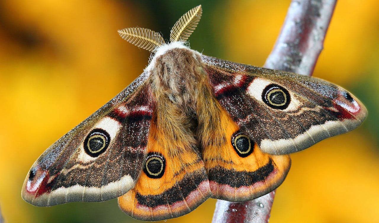 Експерти порадили простий і перевірений лайфхак, який допоможе позбутись від молі у шафі