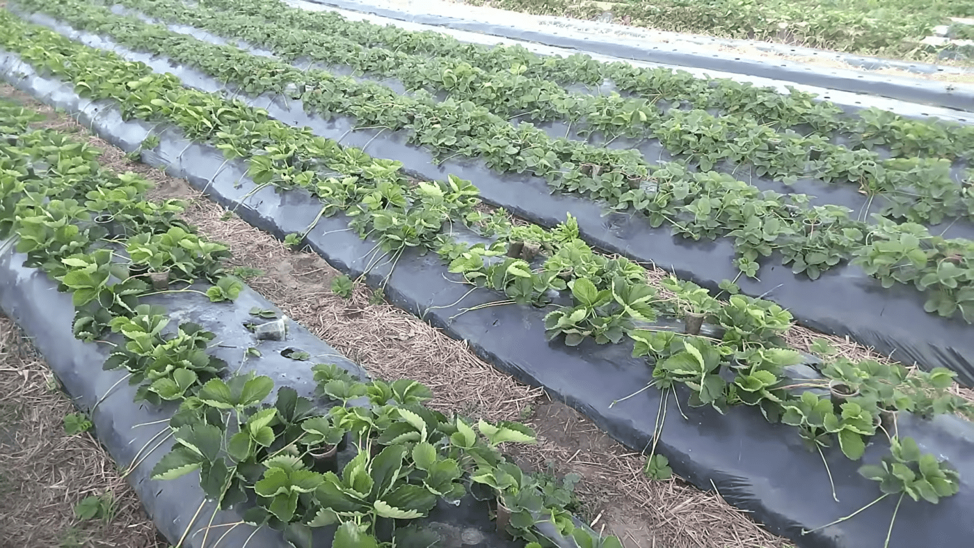 Садівники розповіли, чим підживити полуницю навесні для покращення врожайності та соковитості. Фото: YouTube Дмитро та Оксана Соловей