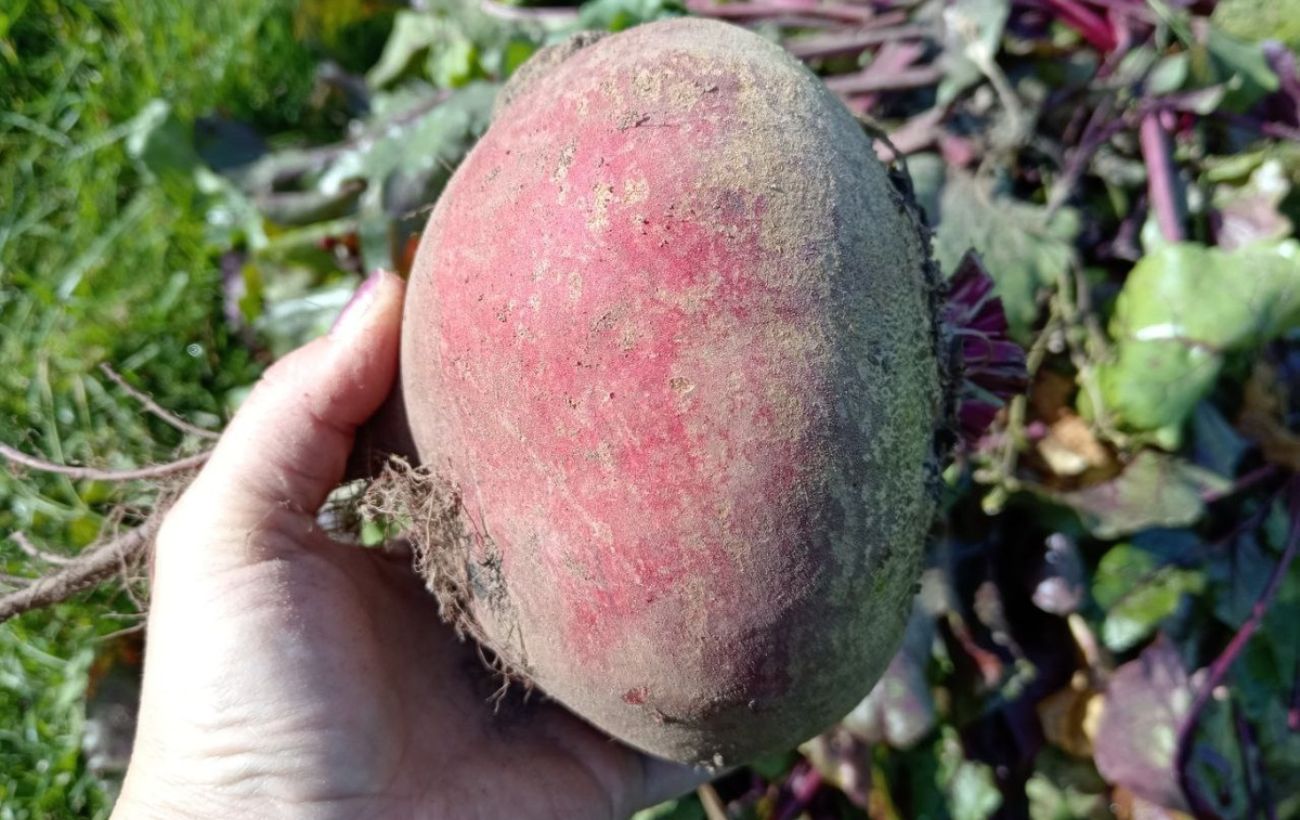 Городники розповіли, яку просту дію зробити з буряком перед посадкою для покращення врожайності