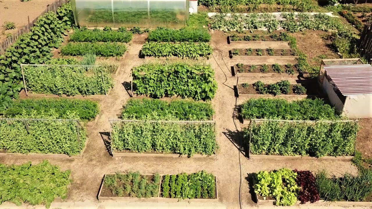 Експерти порадили, що посіяти у відкритий ґрунт і на розсаду 5 березня — проста порада від знавців