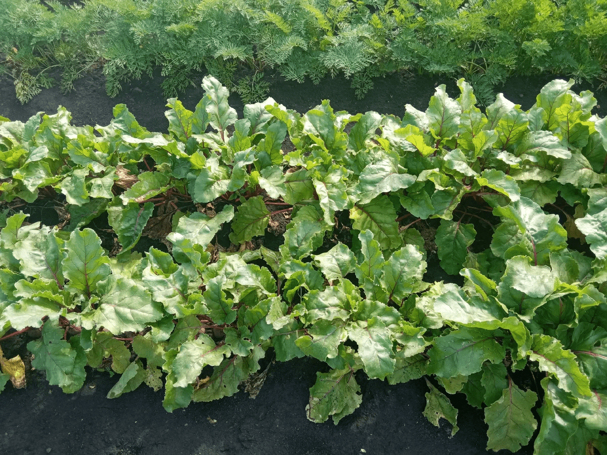 Городники розповіли, яку просту дію зробити з буряком перед посадкою для покращення врожайності