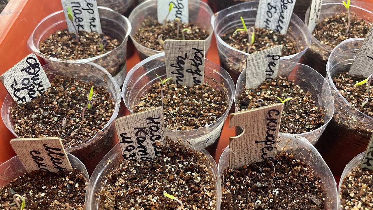 Городники пояснили, як правильно готувати насіння до посіву для кращого проростання та врожайності