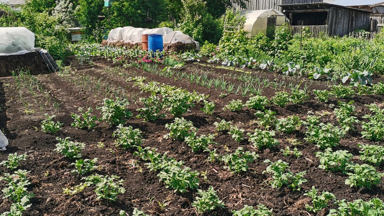 Експерти порадили, що посіяти у відкритий ґрунт і на розсаду 5 березня — проста порада від знавців