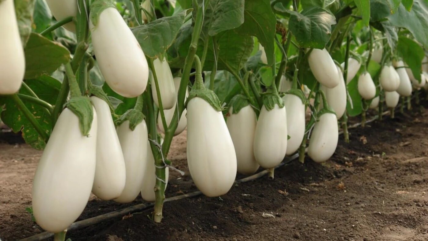 Найкращі сорти баклажанів для щедрого врожаю
