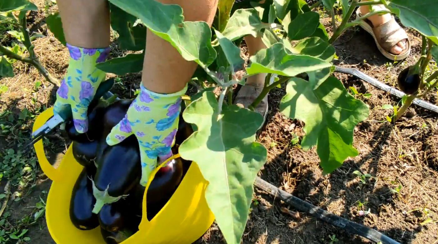 Найкращі сорти баклажанів для щедрого врожаю