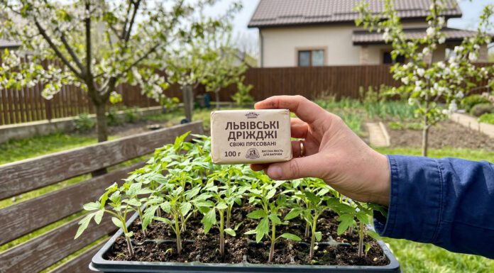 Навіщо досвідчені господині несуть пачку дріжджів у квітні на город: хитрість, яка збільшить урожай у 2 рази Як підживити город дріжджами для кращого врожаю