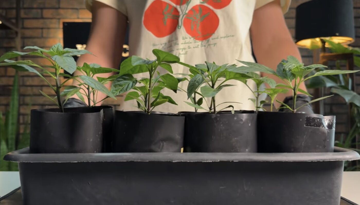 Як бюджетно підживити розсаду перцю для швидкого росту