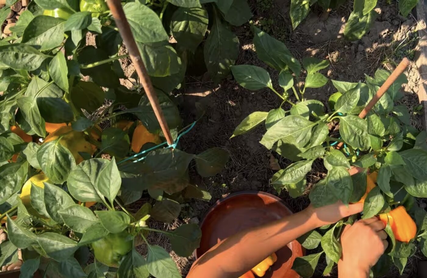 Як бюджетно підживити розсаду перцю для швидкого росту