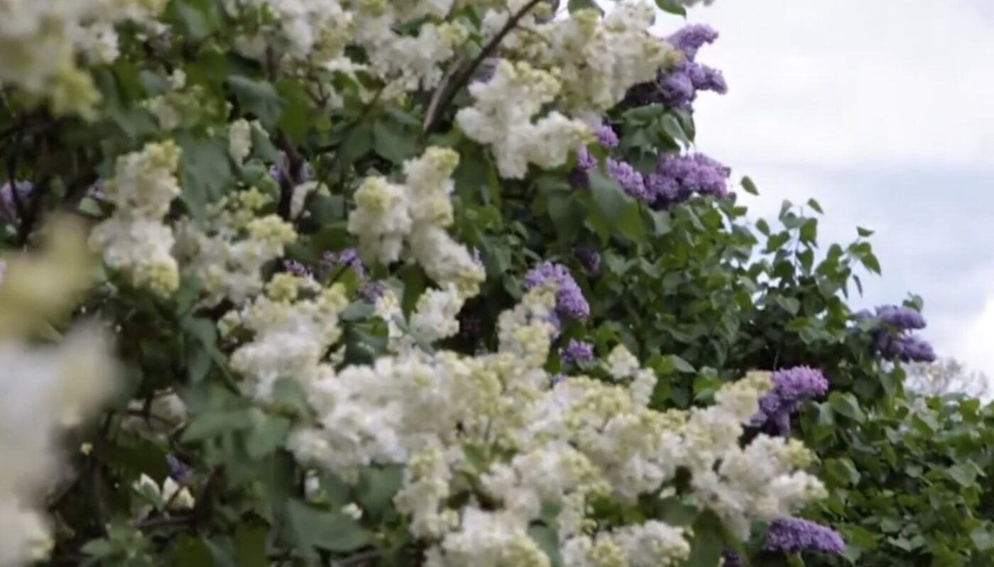 Як підживити бузок навесні для рясного цвітіння та аромату