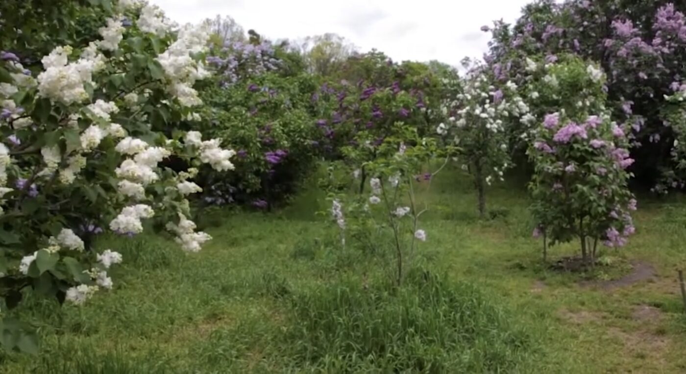 Як підживити бузок навесні для рясного цвітіння та аромату