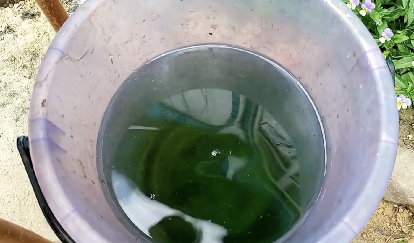 Яке добриво для огірків сприяє високому врожаю