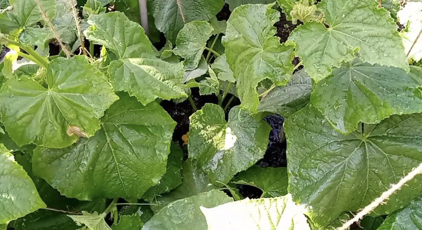 Яке добриво для огірків сприяє високому врожаю