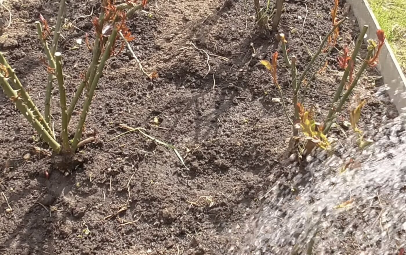 Як ефективно удобрити троянди звичайною манкою