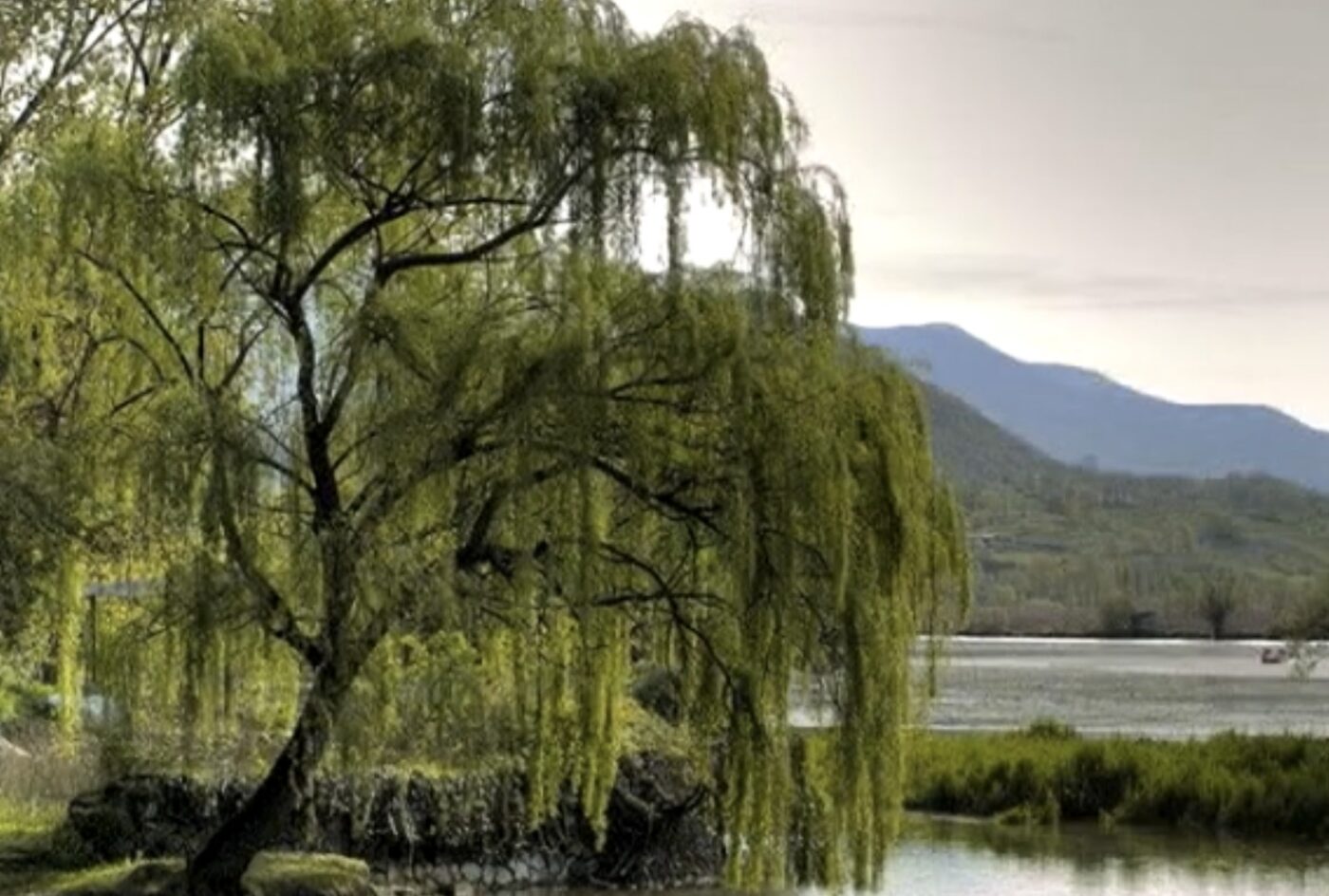 Як котики стали символом Вербної неділі. Фото: YouTube Український світ