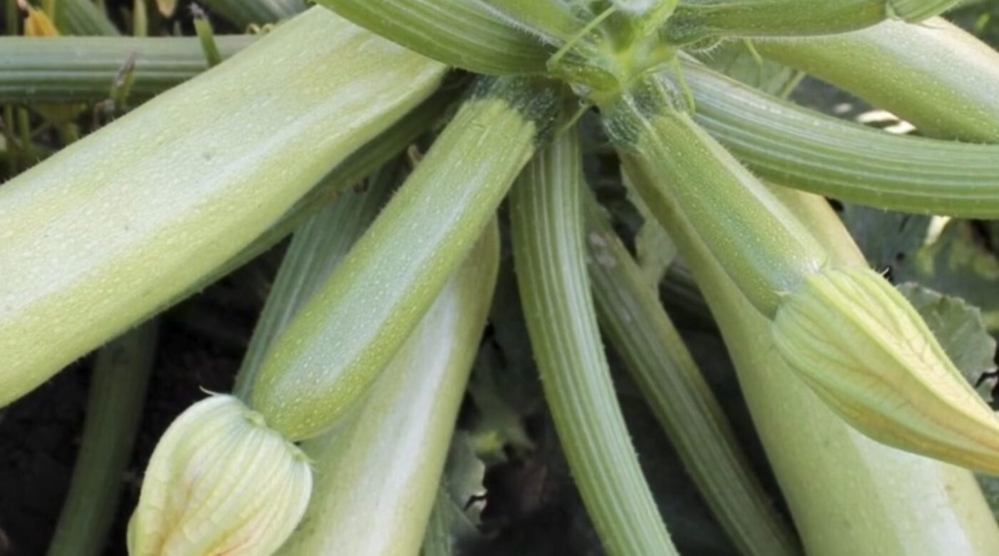 Найкращі сорти кабачків для консервації та смаження. Фото: YouTube Дача Кухня Відпочинок