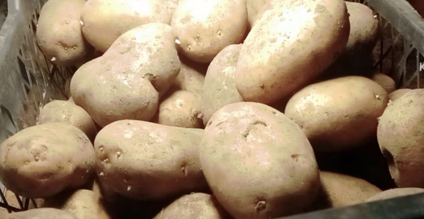 Як краще пророщувати картоплю для щедрого врожаю. Фото: YouTube Кухня з кишені і Справи домашні