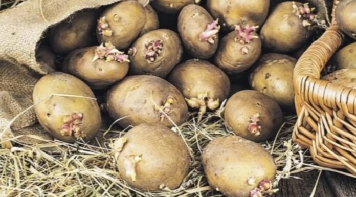Пророщування картоплі на світлі чи в темряві для кращого врожаю: існує лише 1 надійний “дідівський” спосіб Городники розповіли, як краще пророщувати картоплю для щедрого врожаю. Фото: YouTube Кухня з кишені і Справи домашні