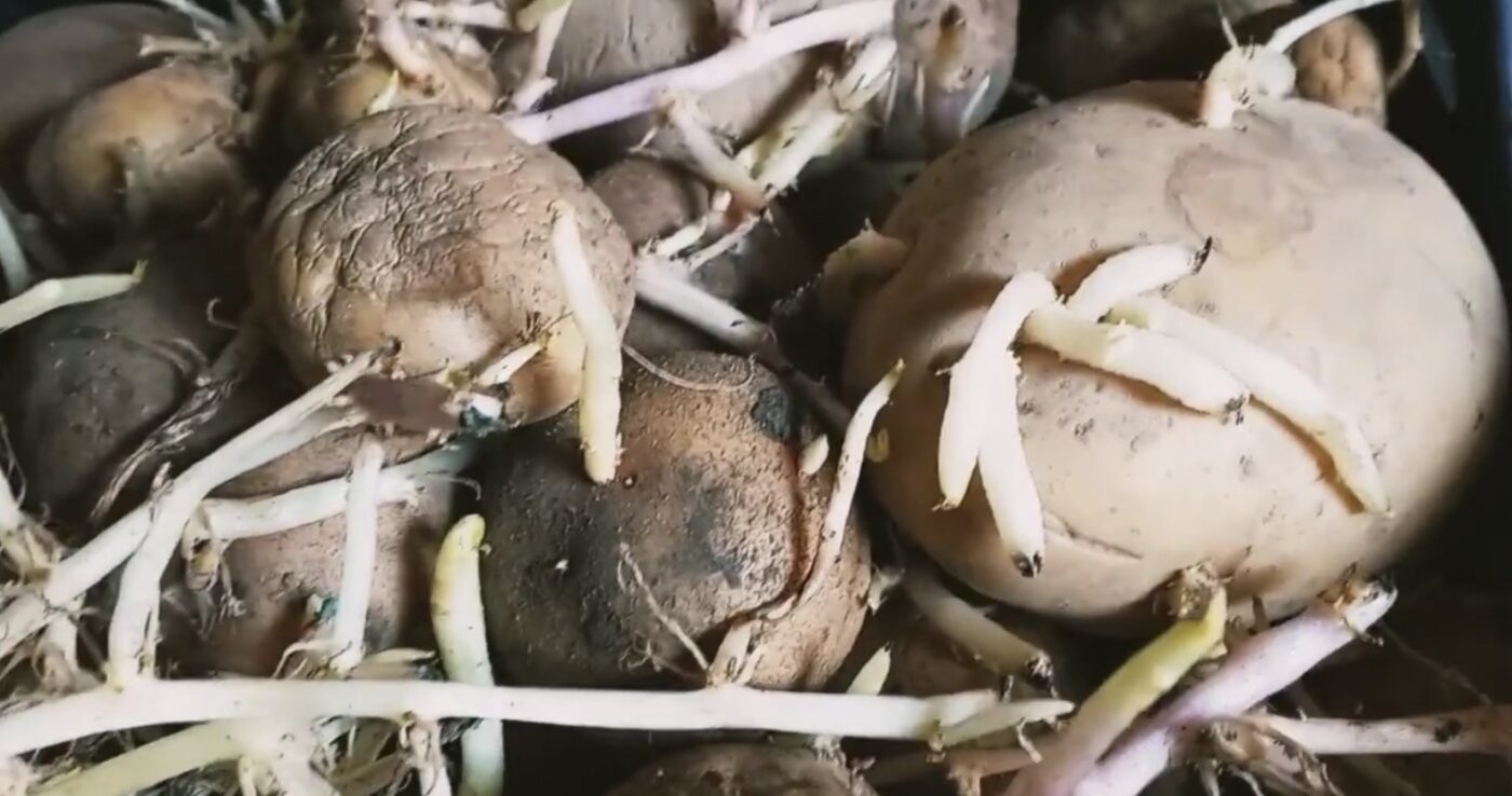 Як краще пророщувати картоплю для щедрого врожаю. Фото: YouTube Кухня з кишені і Справи домашні