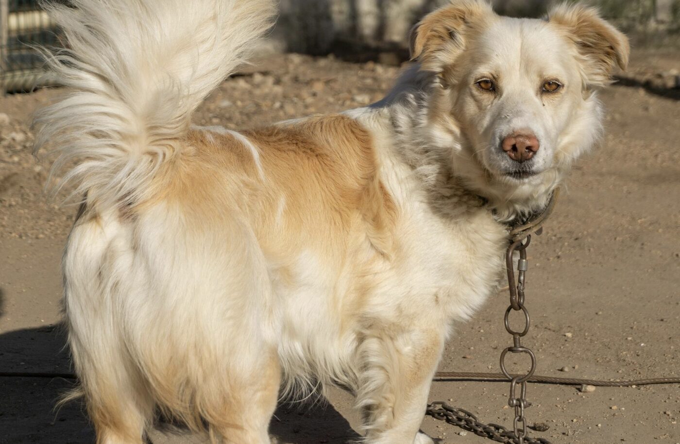 5 важливих правил утримання собаки на прив'язі. Фото: Pexels