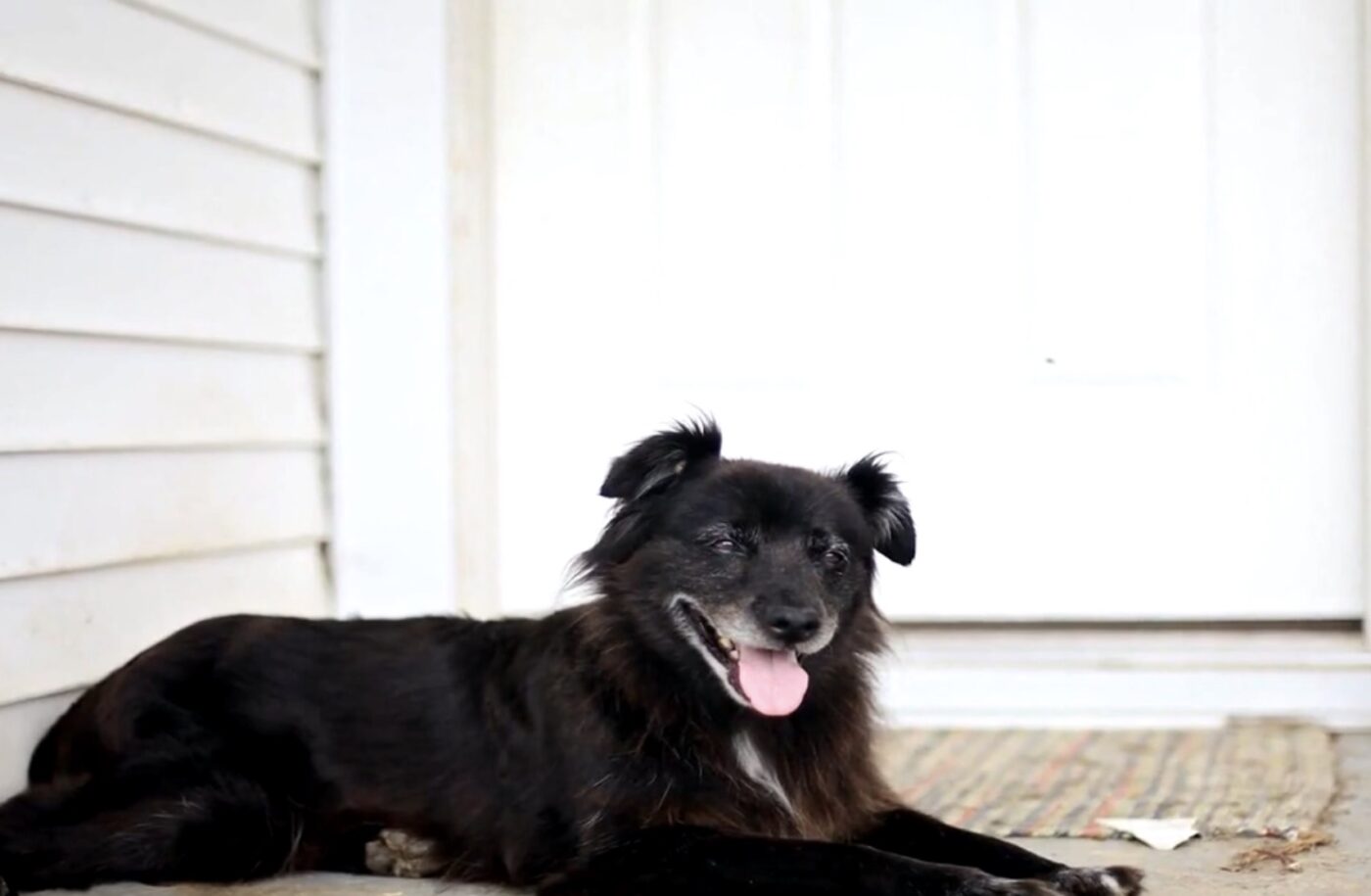 Чому собаки так сильно люблять кістки