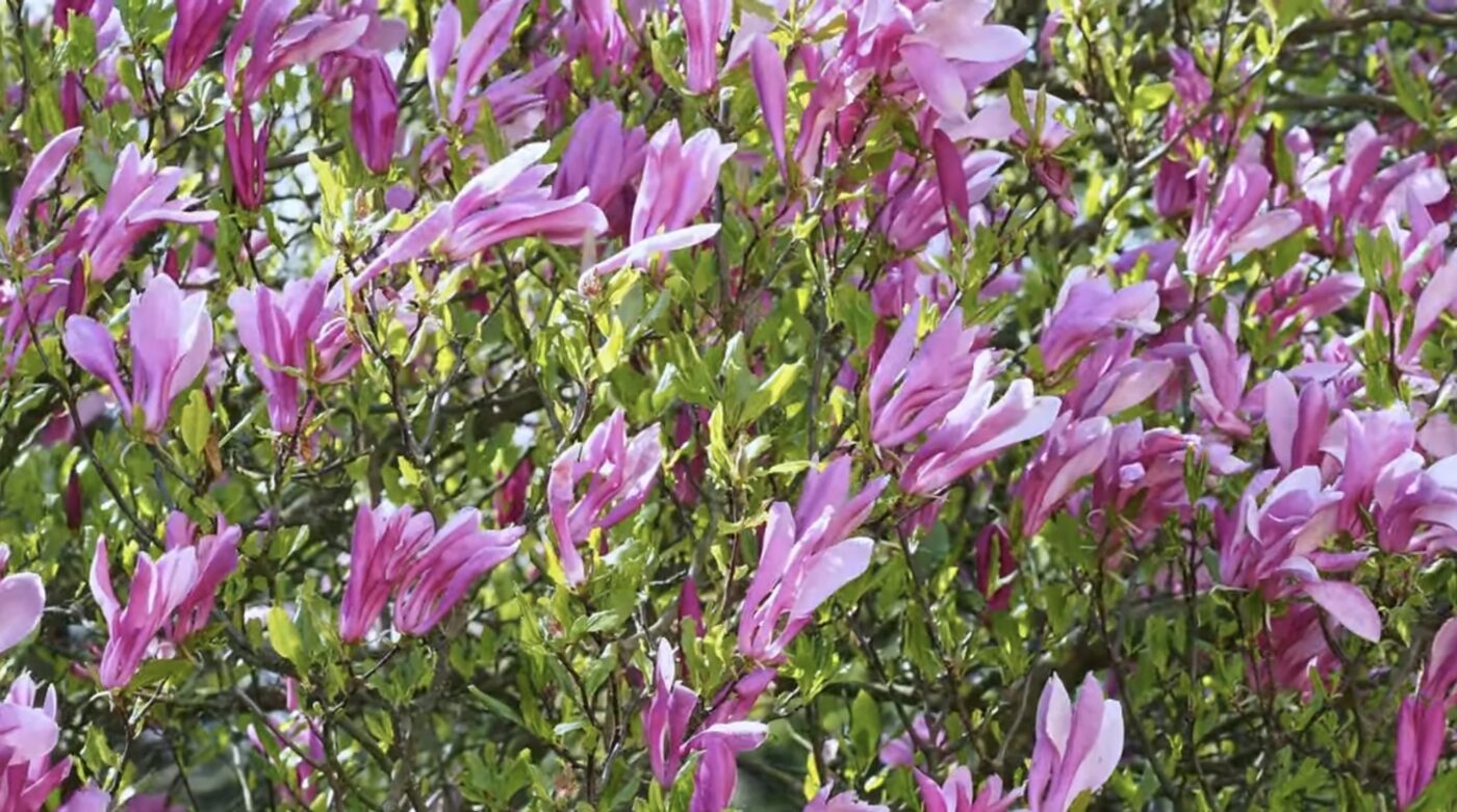 П'ять рослин, які не можна обрізати навесні