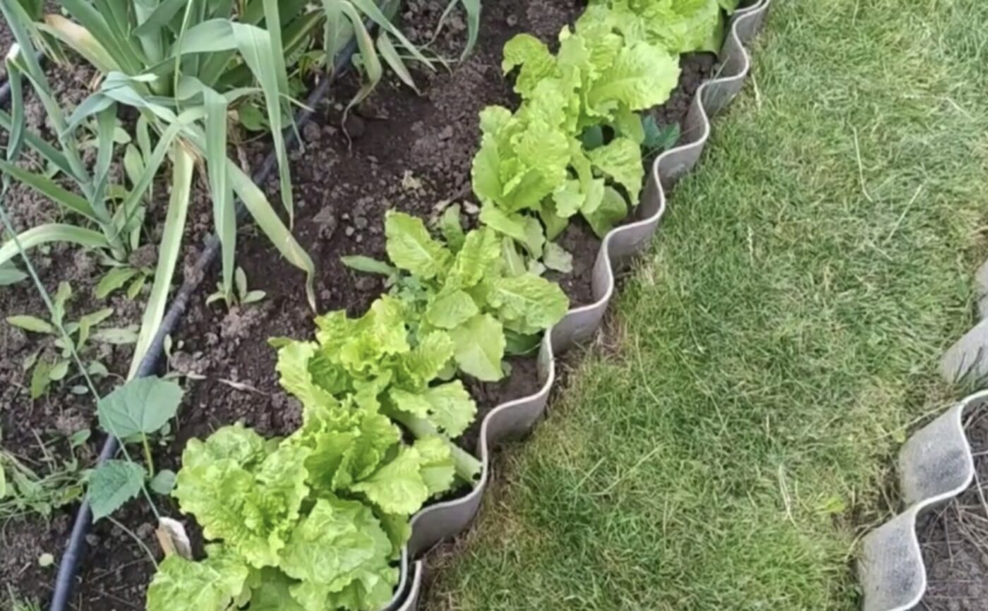 Як вивести слимаків з городу