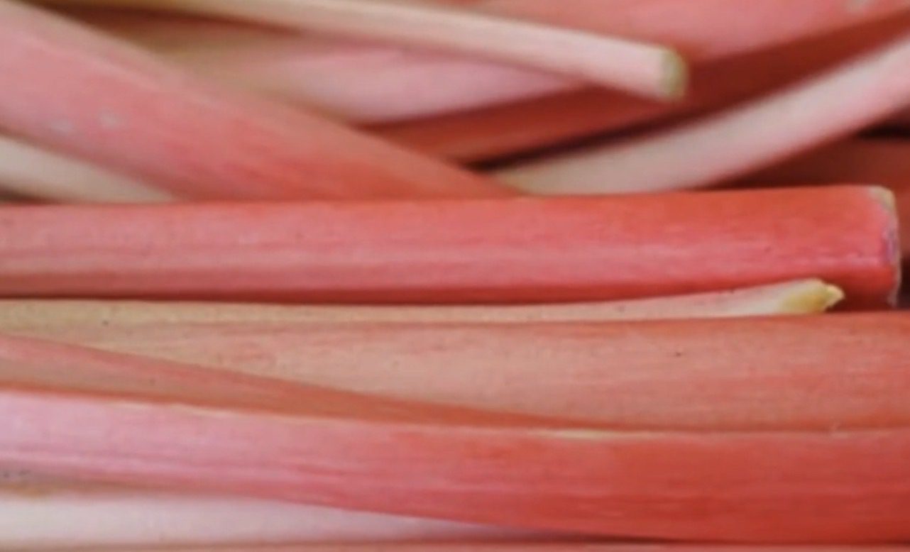 Шкода вживання ревеню для людей із захворюваннями нирок