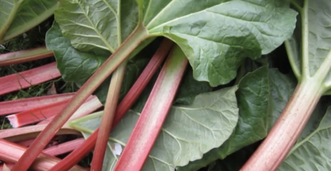 Шкода вживання ревеню для людей із захворюваннями нирок