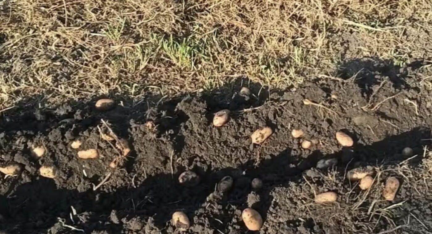 Як удобрити картоплю цибулинням під час посадки