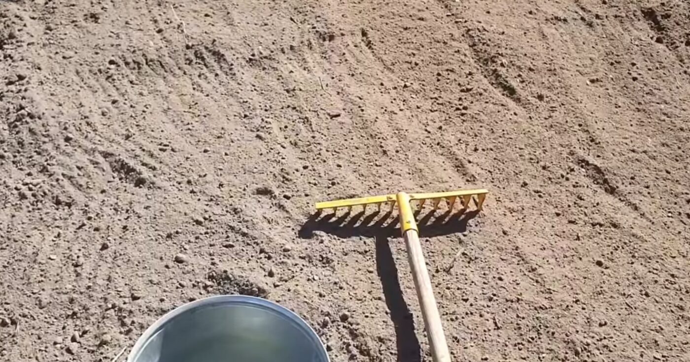 Як знищити шкідників на городі до посадки