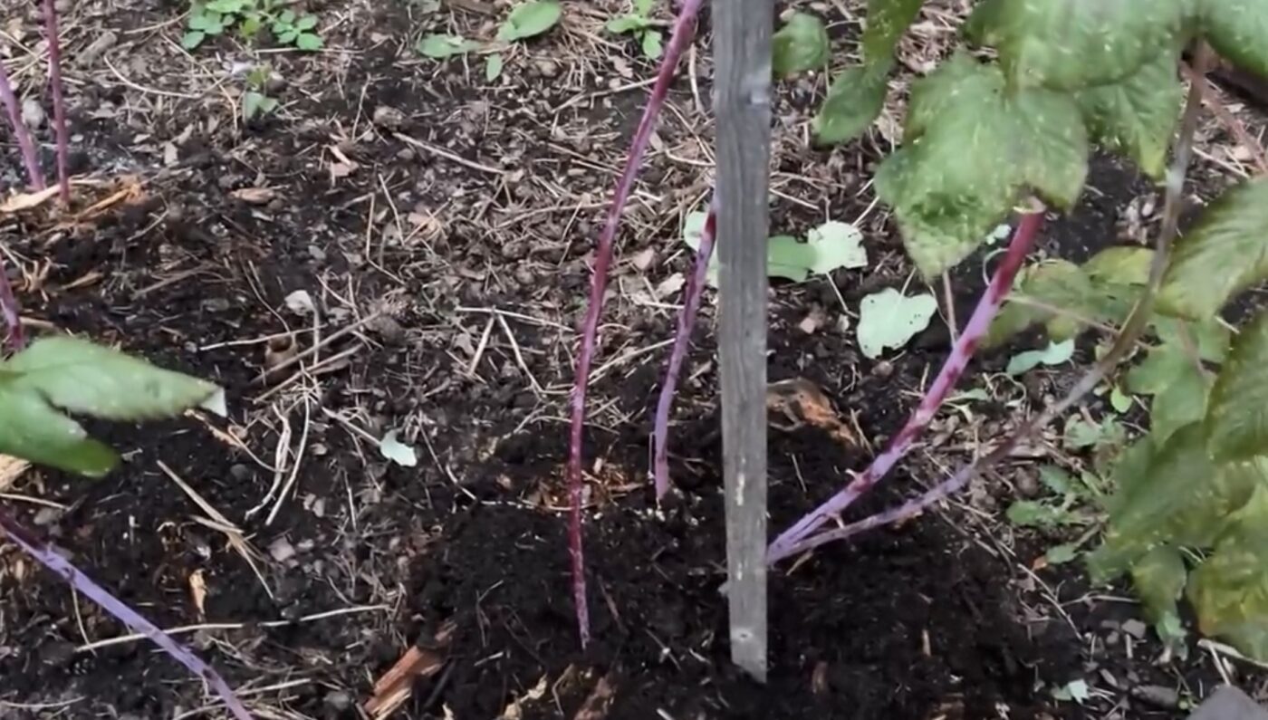 Як знищити шкідників на городі до посадки