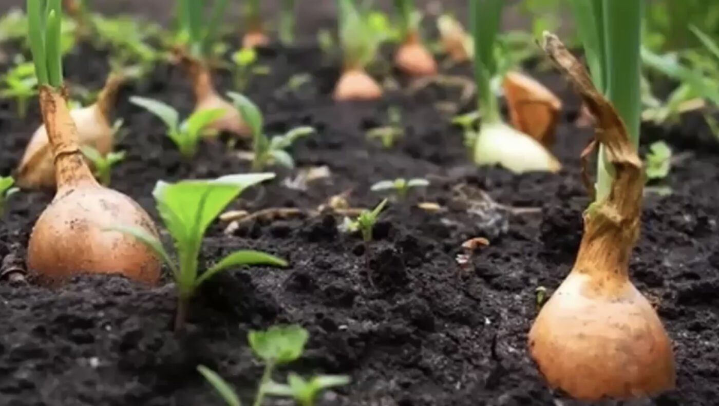 Як посадити цибулю, щоб урожай був великим