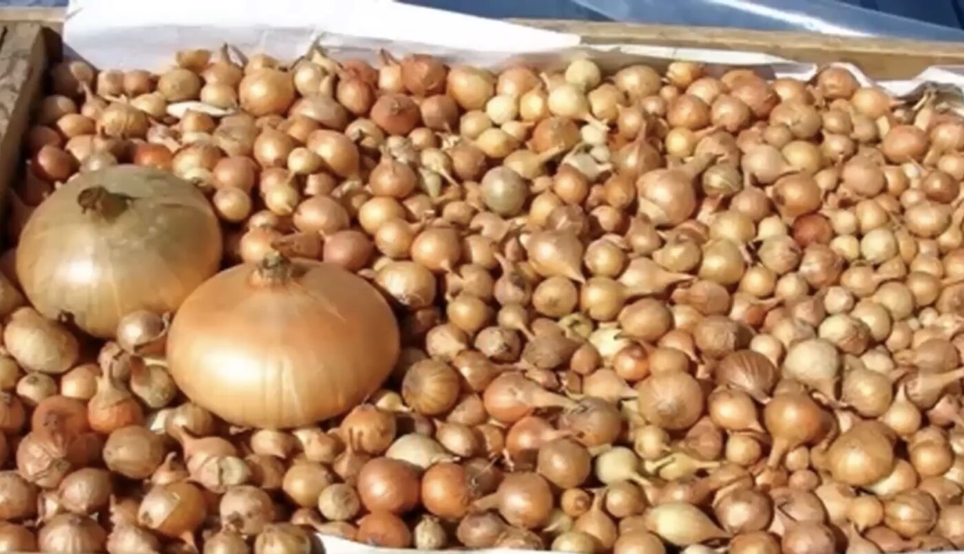 Як посадити цибулю, щоб урожай був великим