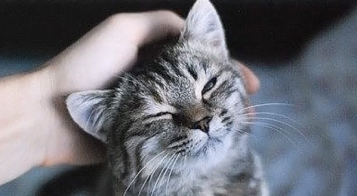 Незвичайні риси характеру в людей, які люблять котів