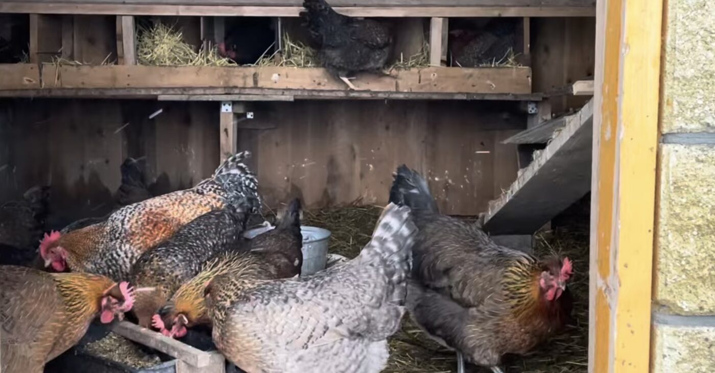 Породи курей з найкращою несучістю