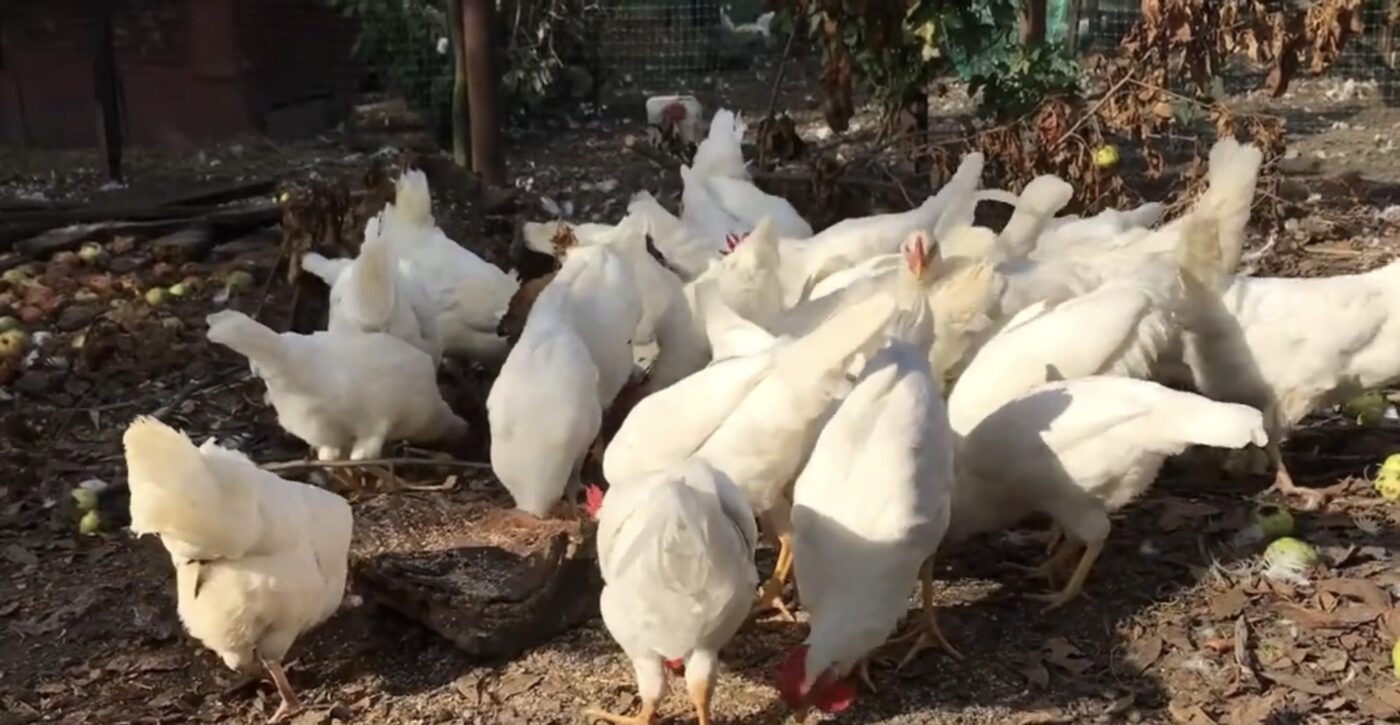 Породи курей з найкращою несучістю