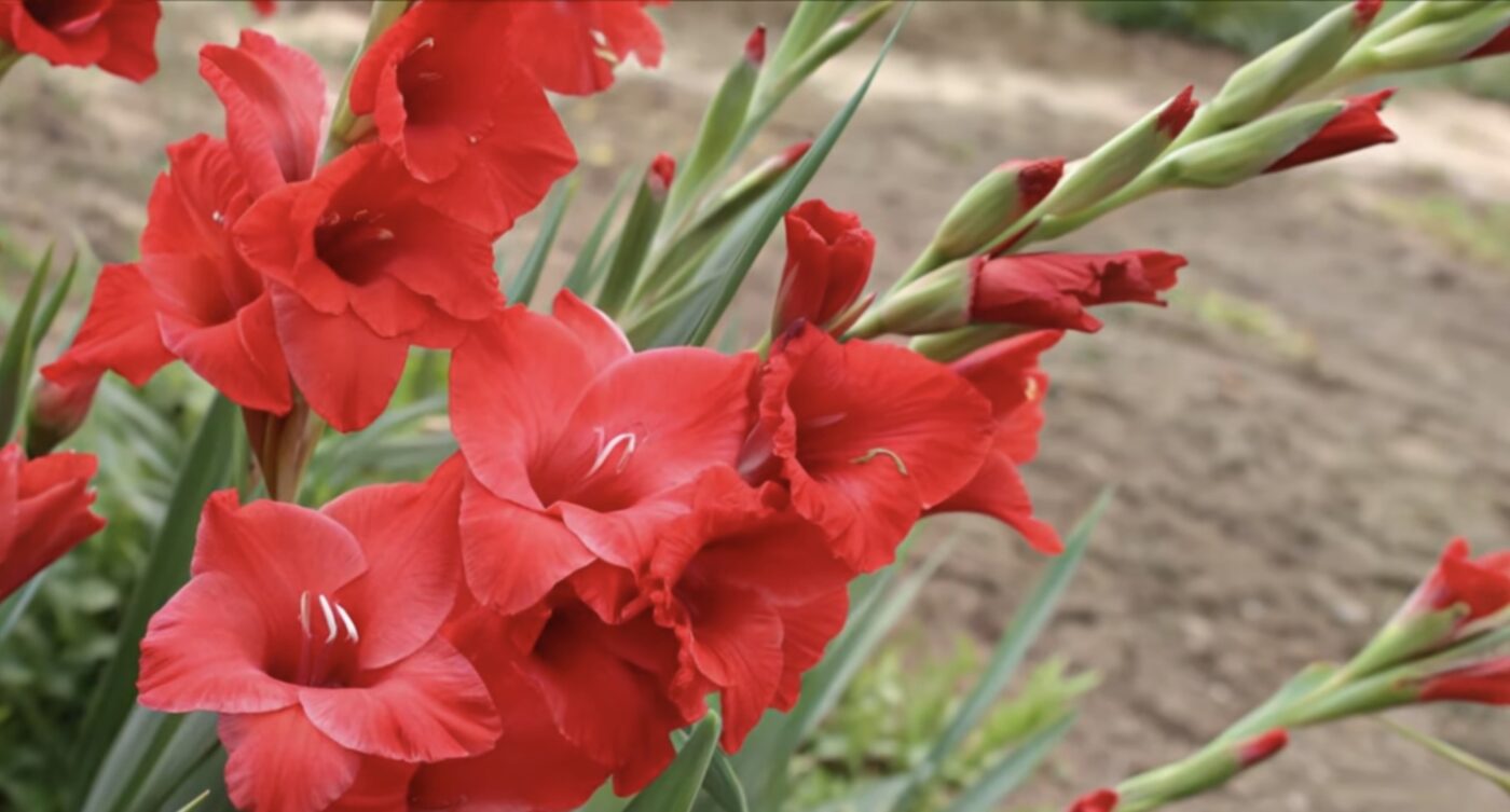 Як виростити великі та пишні гладіолуси