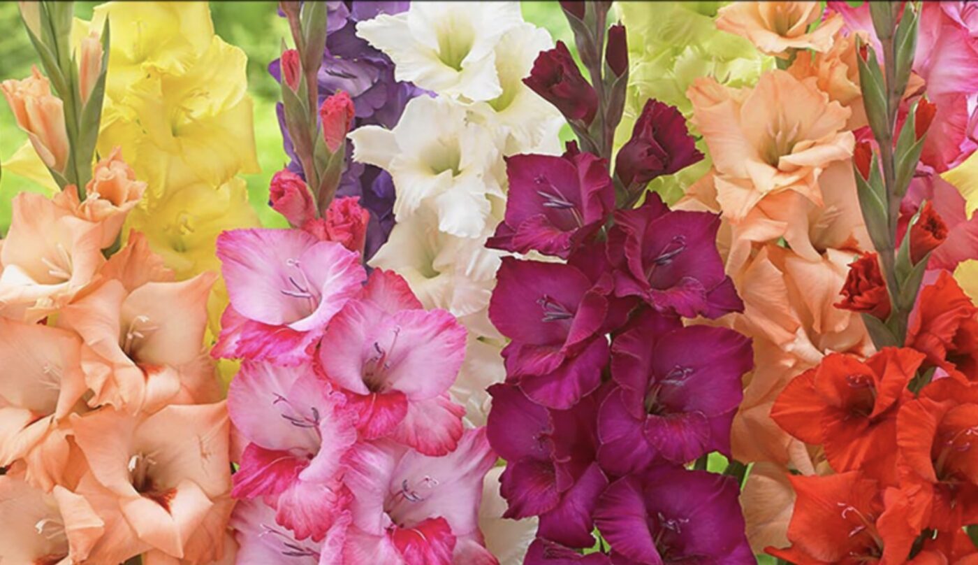 Як виростити великі та пишні гладіолуси