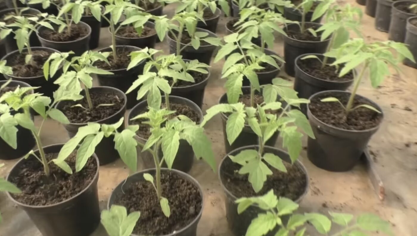 Чим підживлювати розсаду помідорів від хвороб