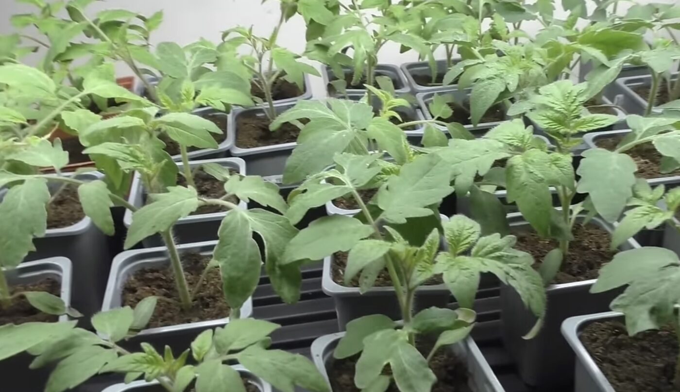 Чим підживлювати розсаду помідорів від хвороб