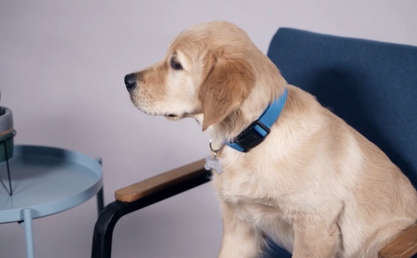 Скільки разів на день оптимально годувати собаку