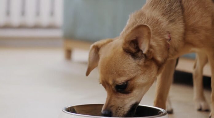 Ветеринари розповіли, скільки разів на день оптимально годувати собаку