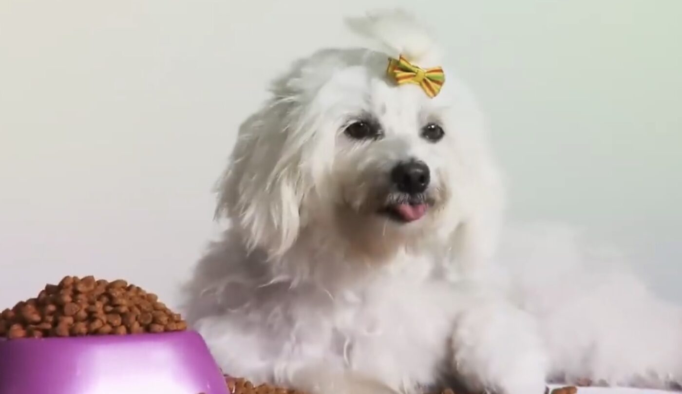 Скільки разів на день оптимально годувати собаку