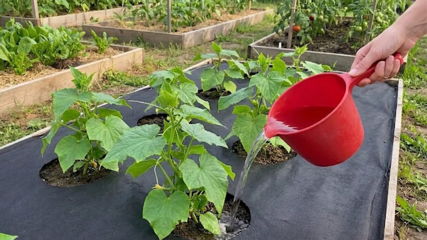 Натуральне добриво для підживлення огірків