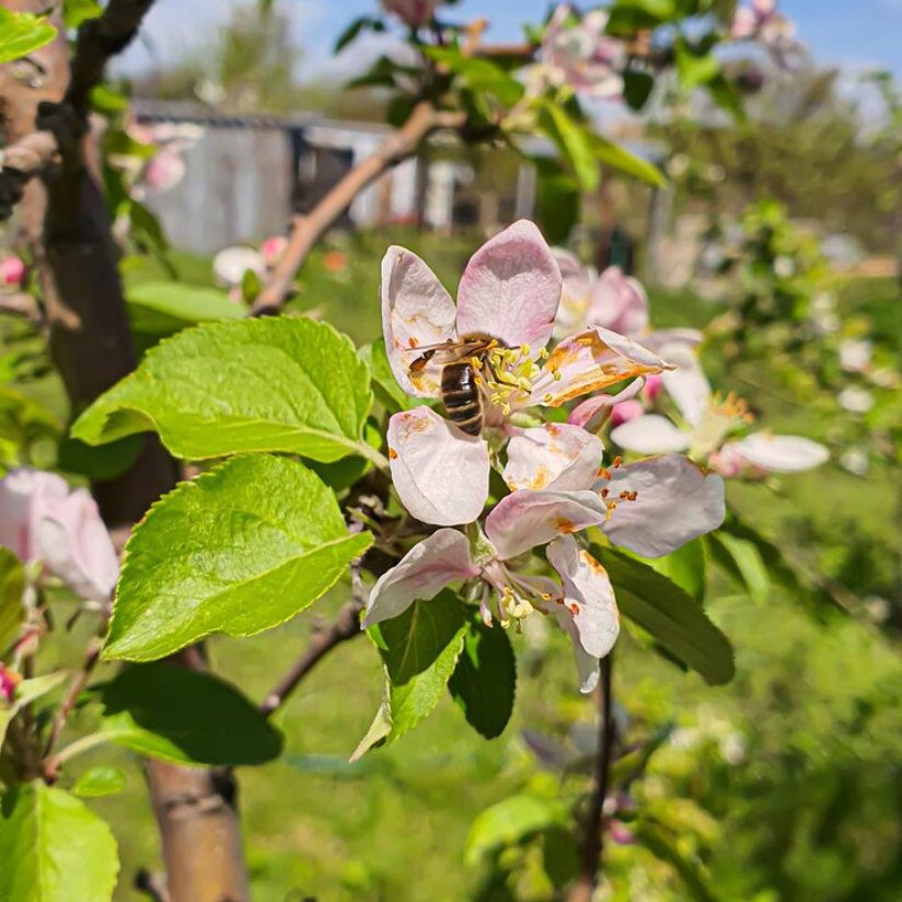 Найкращі добрива для підживлення плодових дерев у березні