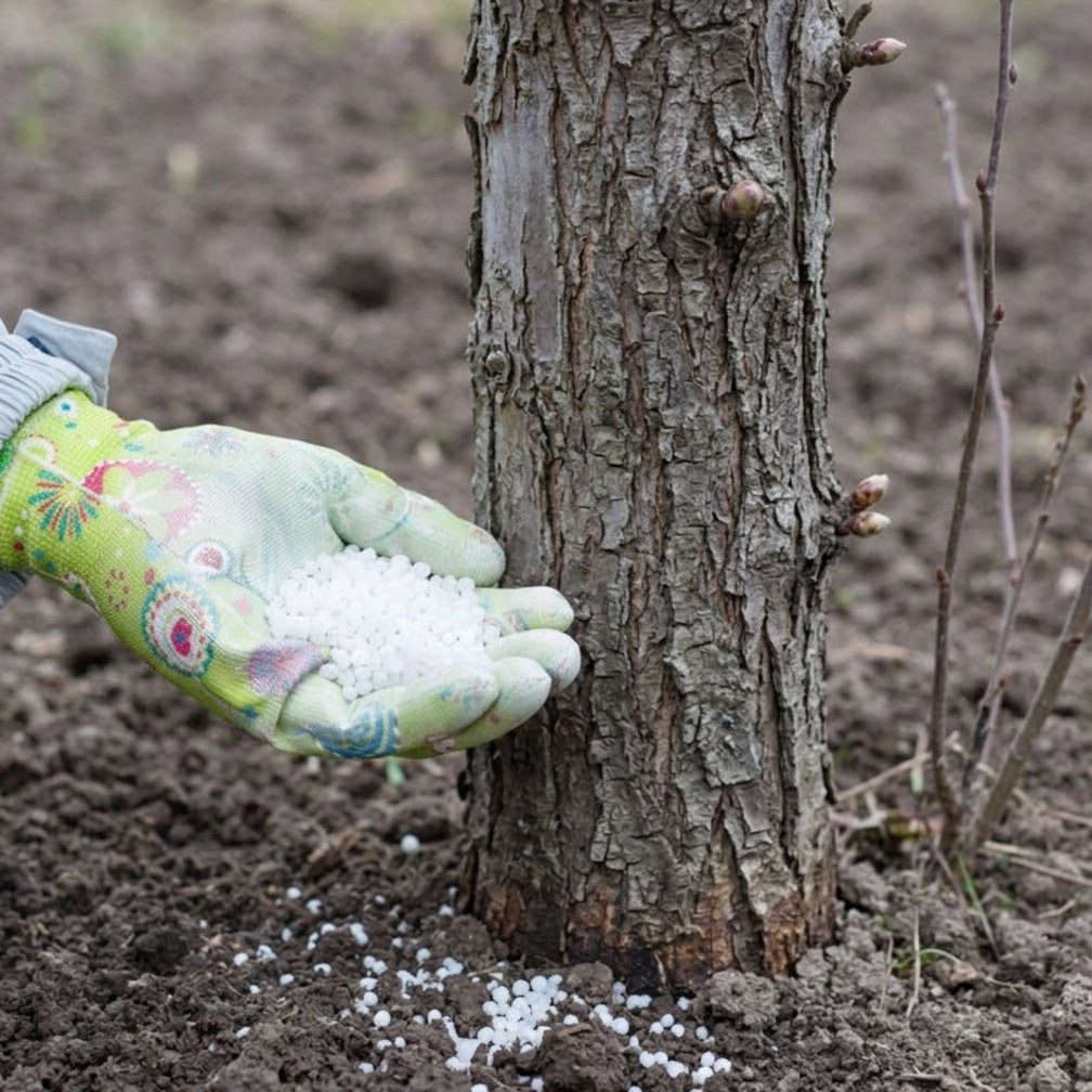 Найкращі добрива для підживлення плодових дерев у березні