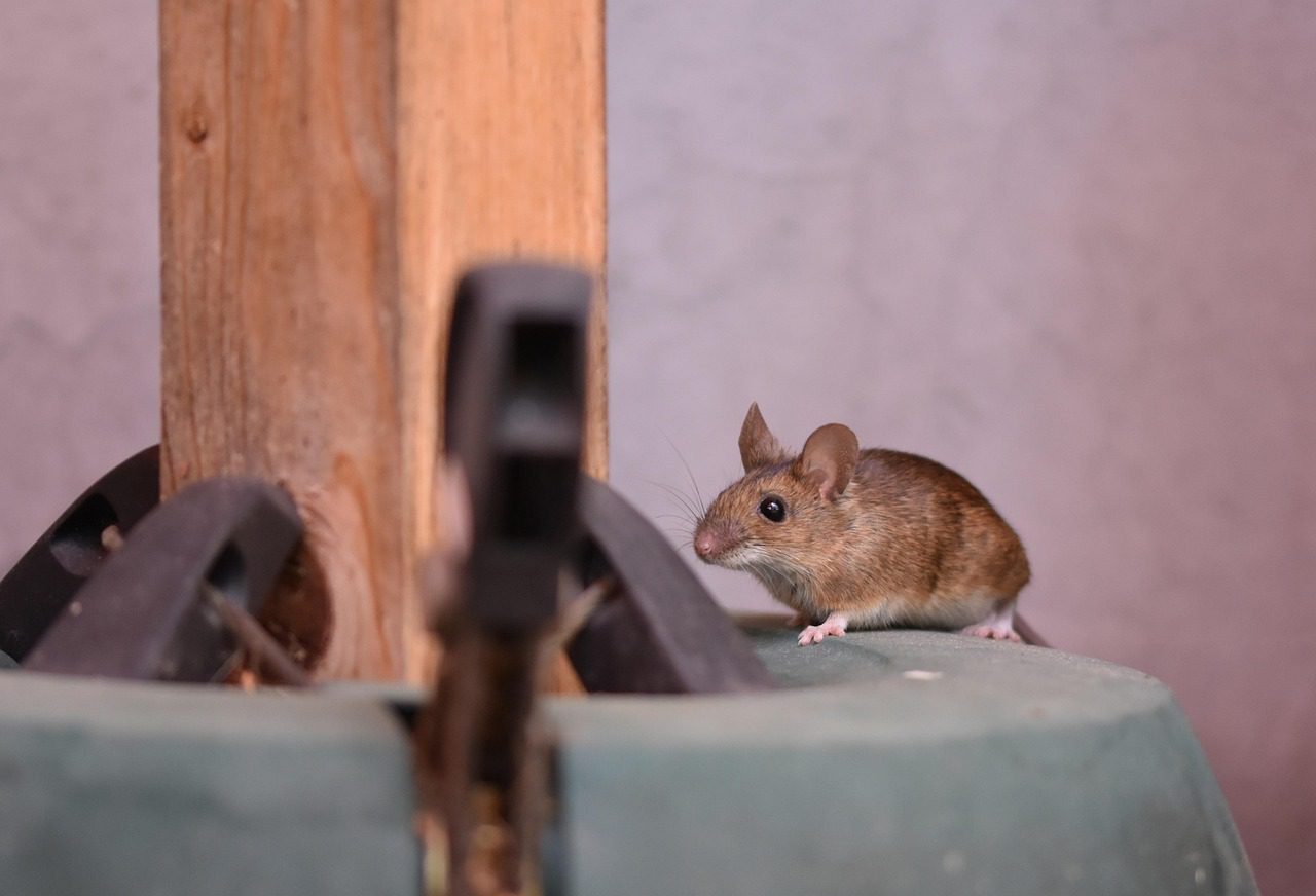 Експерти порадили простий спосіб, який допоможе позбутись від павуків і мишей у домашніх умовах